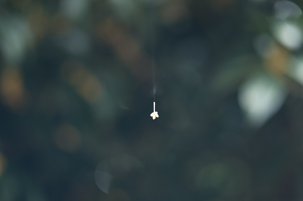 树树皆秋色,山山唯落晖