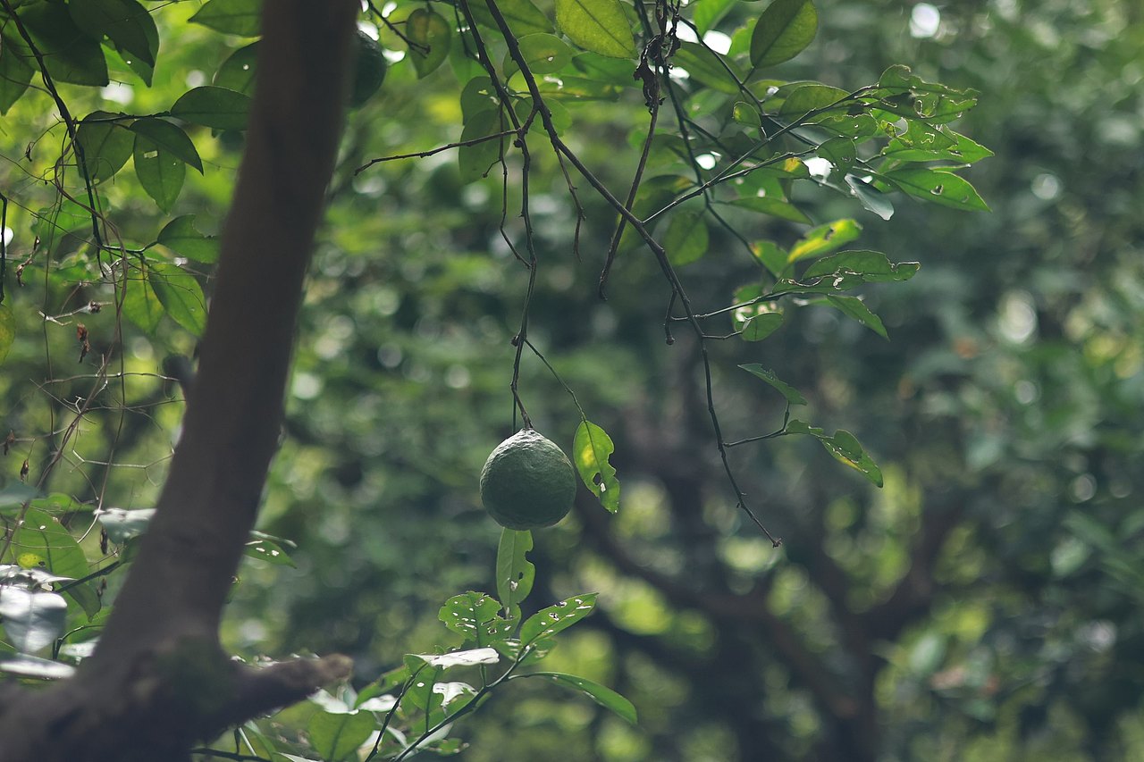 树树皆秋色,山山唯落晖