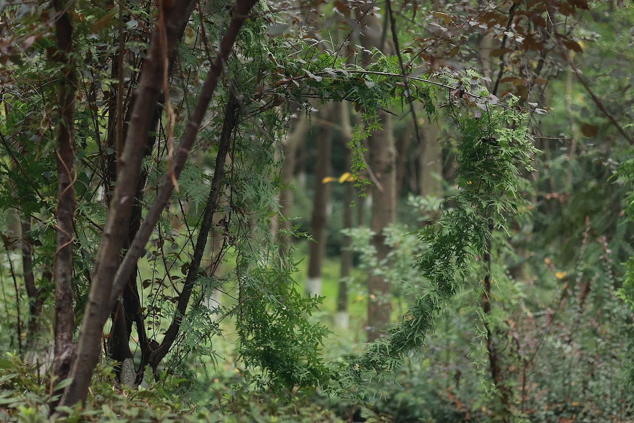 树树皆秋色,山山唯落晖