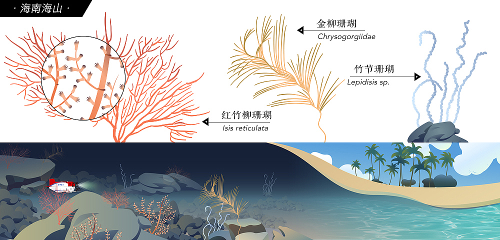 深海勇士号 海底奇遇记（图ZMzk3MzEzNjg0） - 商业插画 - 站酷设计师一五分钟一原创素材 - 站酷ZCOOL