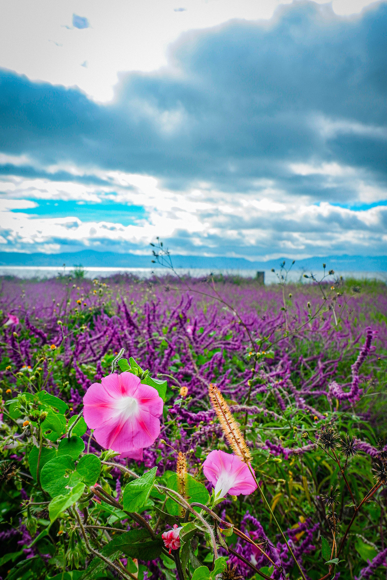 2025年10月外出-澄江红沙滩、马房村、通海