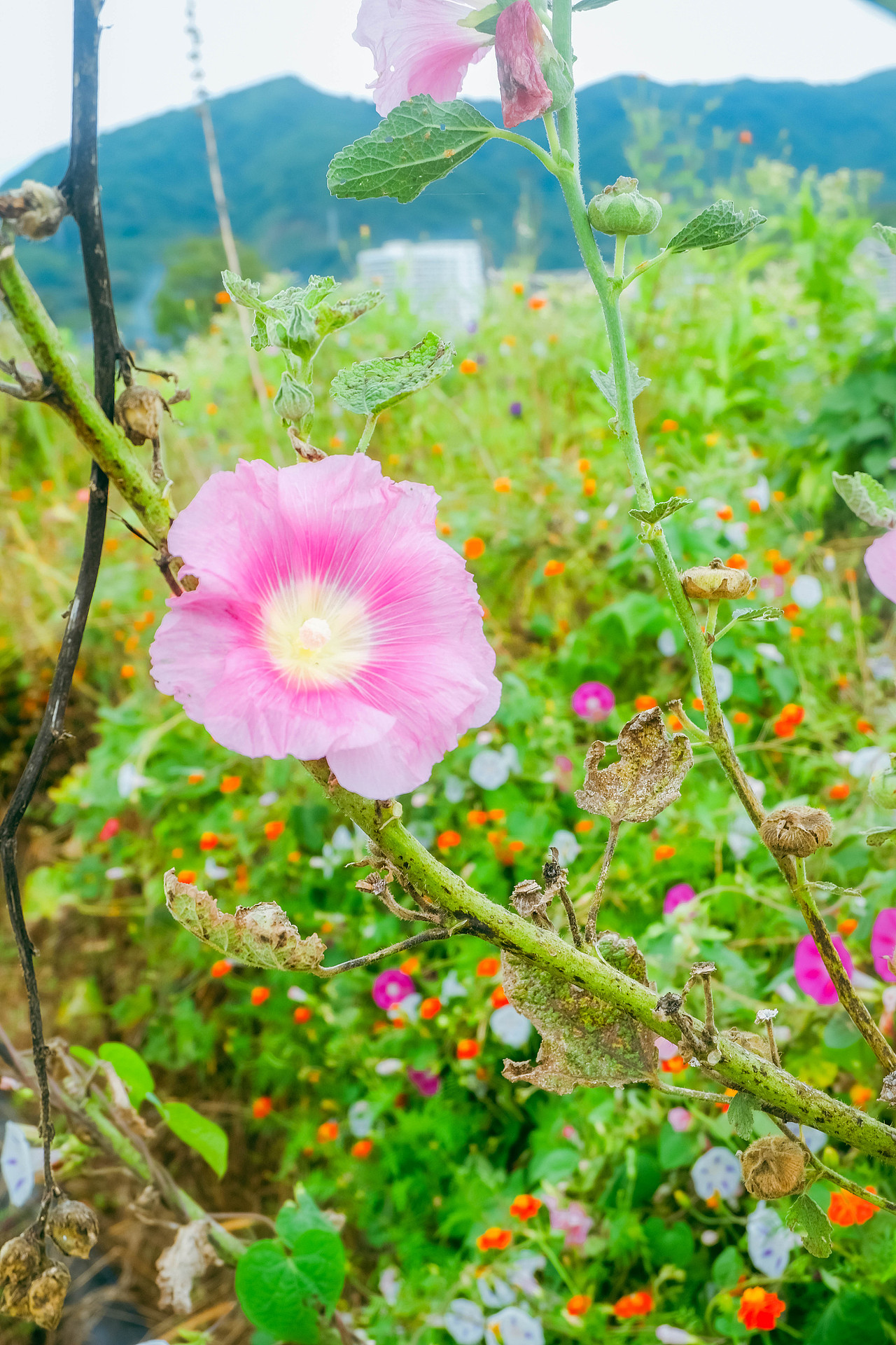 2025年10月外出-澄江红沙滩、马房村、通海