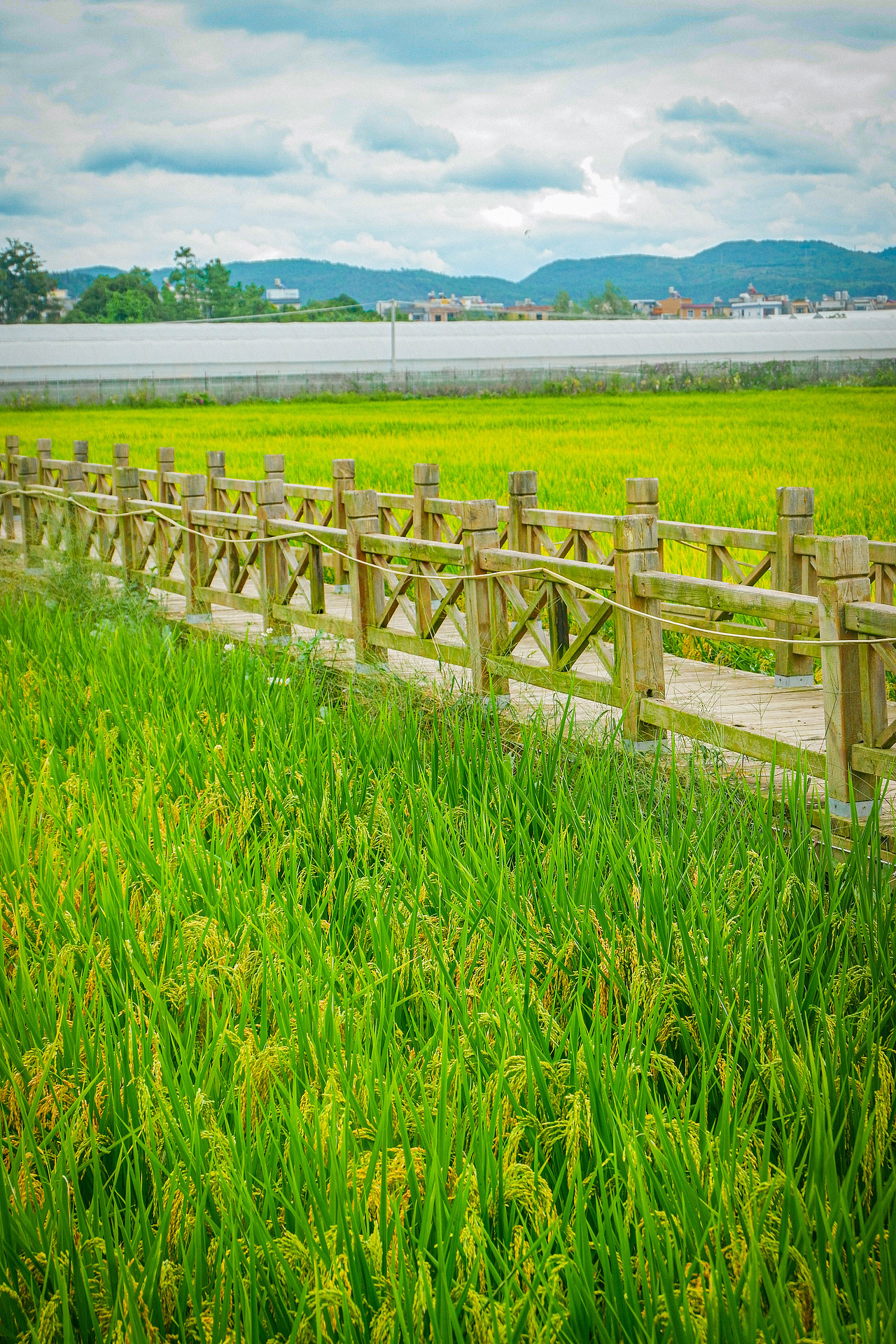 2025年10月外出-澄江红沙滩、马房村、通海