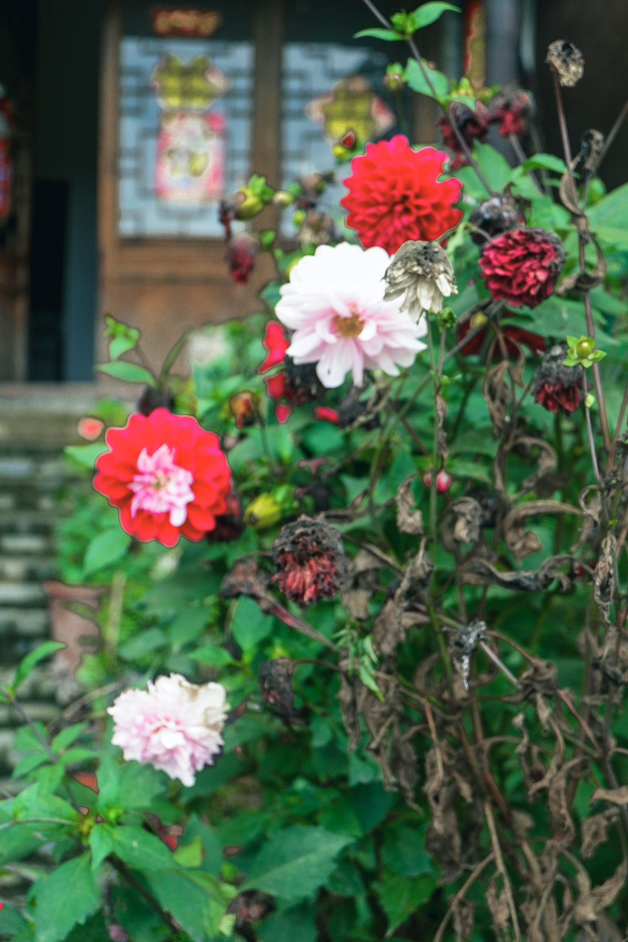 2025年10月外出-澄江红沙滩、马房村、通海