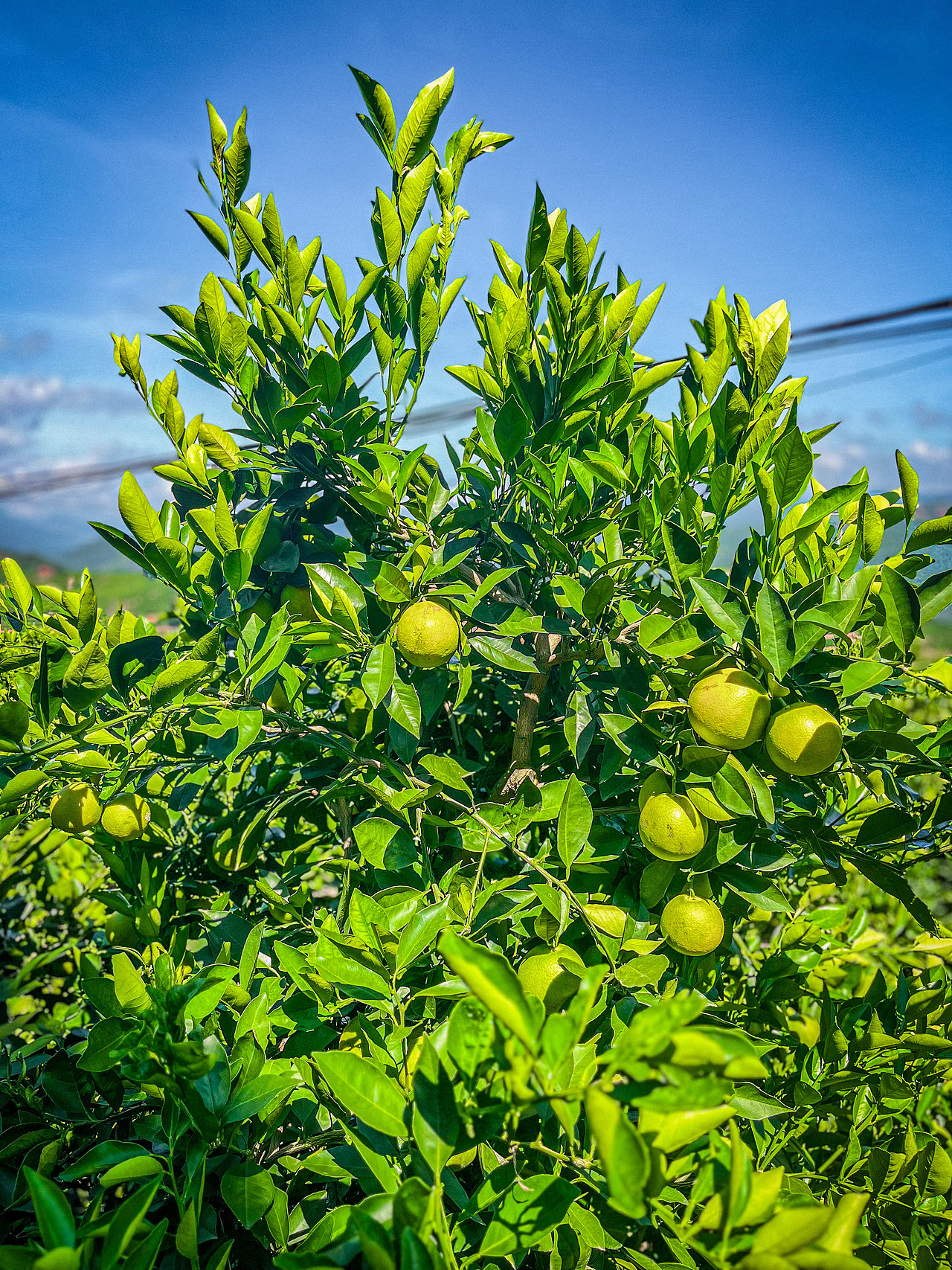 2025年10月外出-褚橙庄园