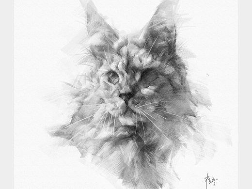 猫素描