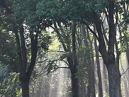 光