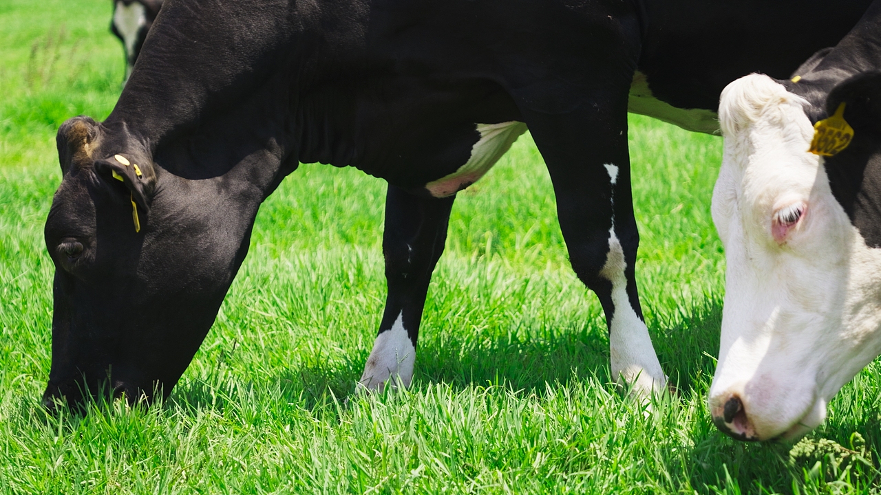 乍甸乳业——牛的奶茶，有料的奶茶（图ZMzk3NDA4NzE2） - 产品摄影 - 站酷设计师尤咖特拍原创素材 - 站酷ZCOOL