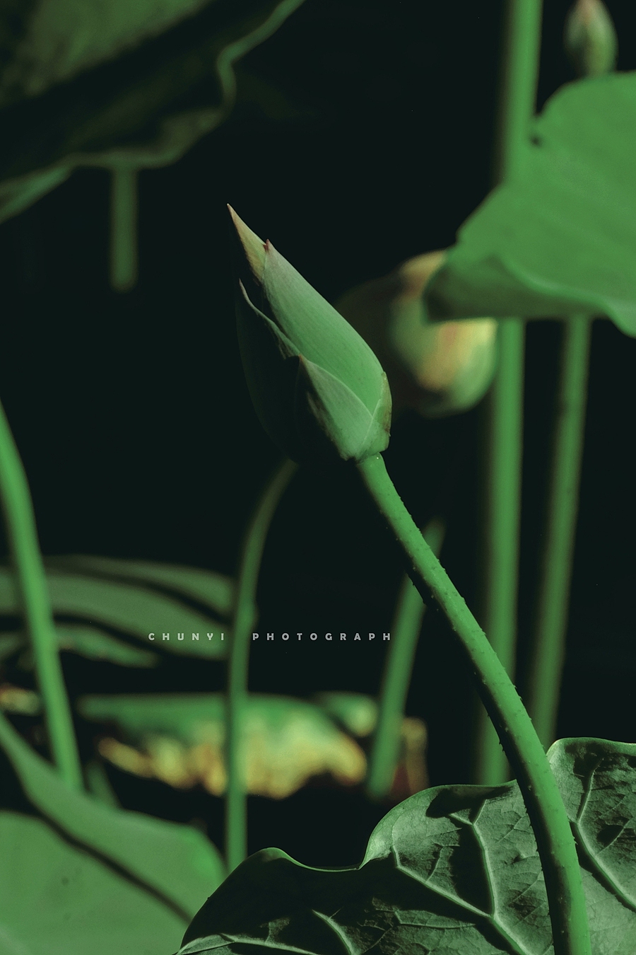 【2025年 / 第17年拍荷 / 荷有四季，常乐我净】（图ZMzk3NDIzOTQ0） - 时尚/艺术摄影 - 站酷设计师Chunyi纯一原创素材 - 站酷ZCOOL