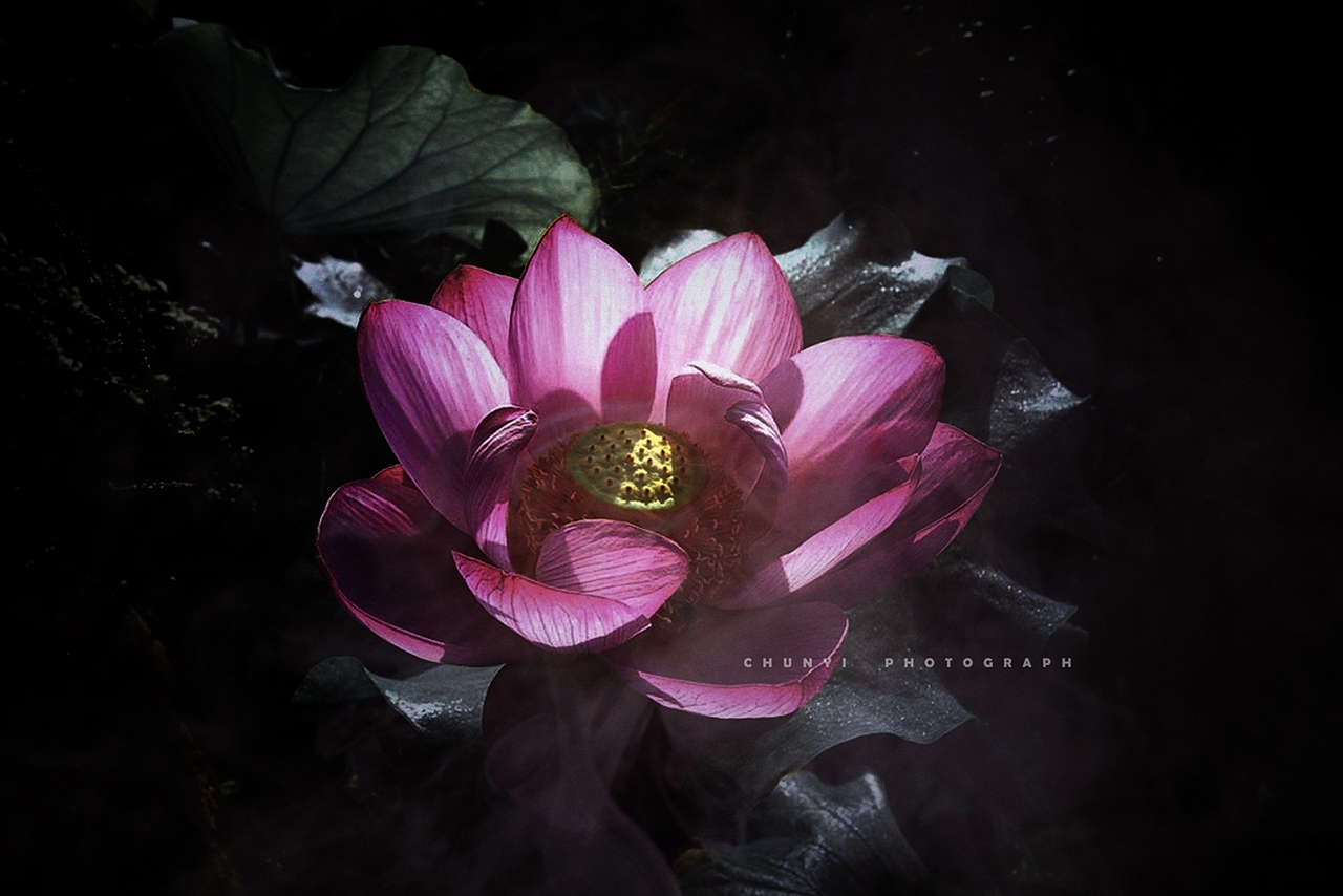 【2025年 / 第17年拍荷 / 荷有四季，常乐我净】（图ZMzk3NDIzOTY4） - 时尚/艺术摄影 - 站酷设计师Chunyi纯一原创素材 - 站酷ZCOOL