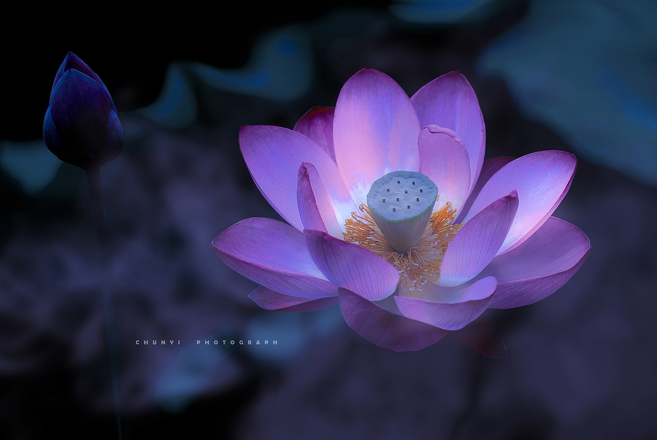 【2025年 / 第17年拍荷 / 荷有四季，常乐我净】（图ZMzk3NDIzOTYw） - 时尚/艺术摄影 - 站酷设计师Chunyi纯一原创素材 - 站酷ZCOOL