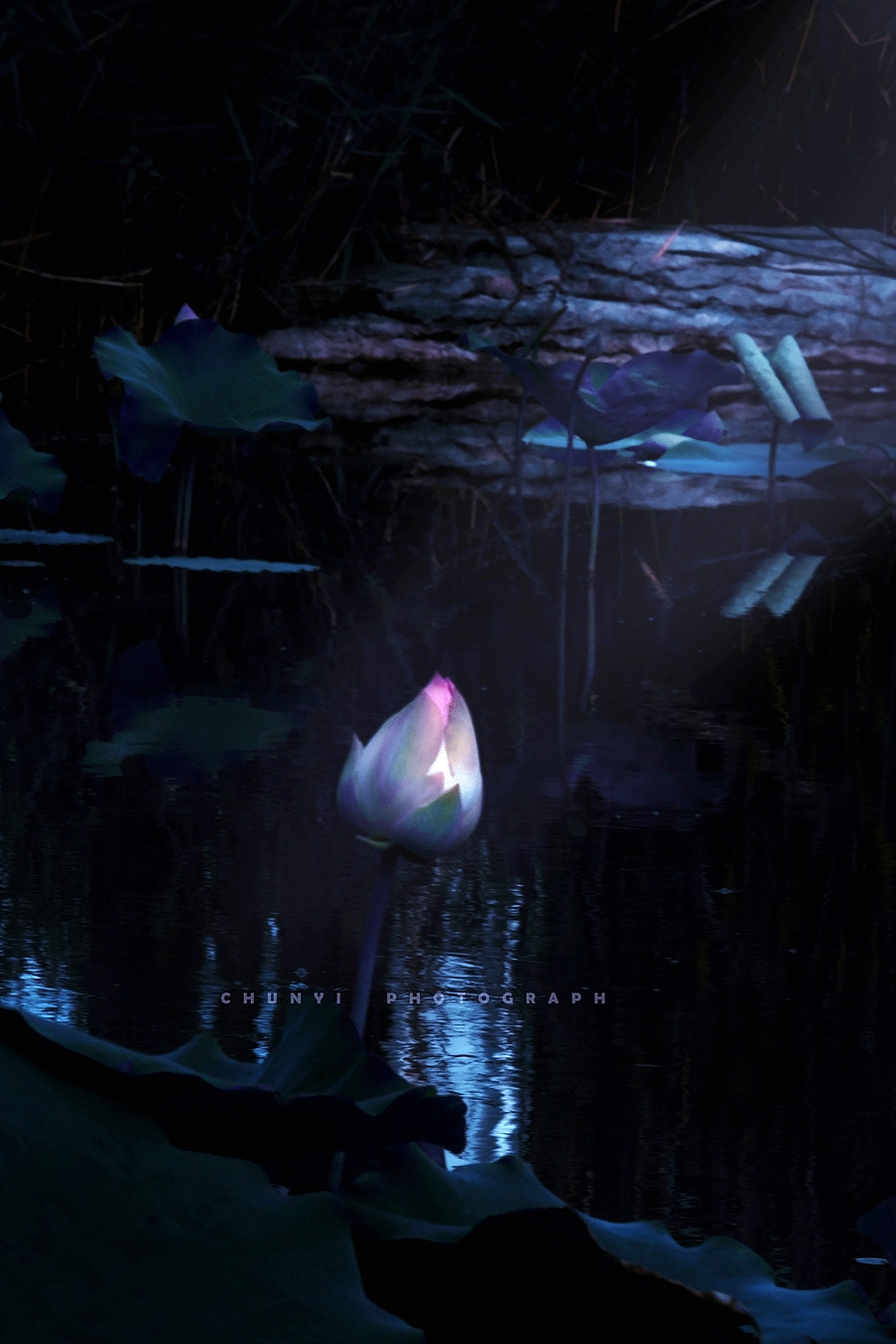 【2025年 / 第17年拍荷 / 荷有四季，常乐我净】（图ZMzk3NDIzOTI0） - 时尚/艺术摄影 - 站酷设计师Chunyi纯一原创素材 - 站酷ZCOOL