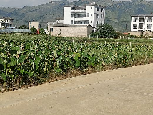 家乡的风景