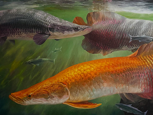 油画《巨骨舌鱼》