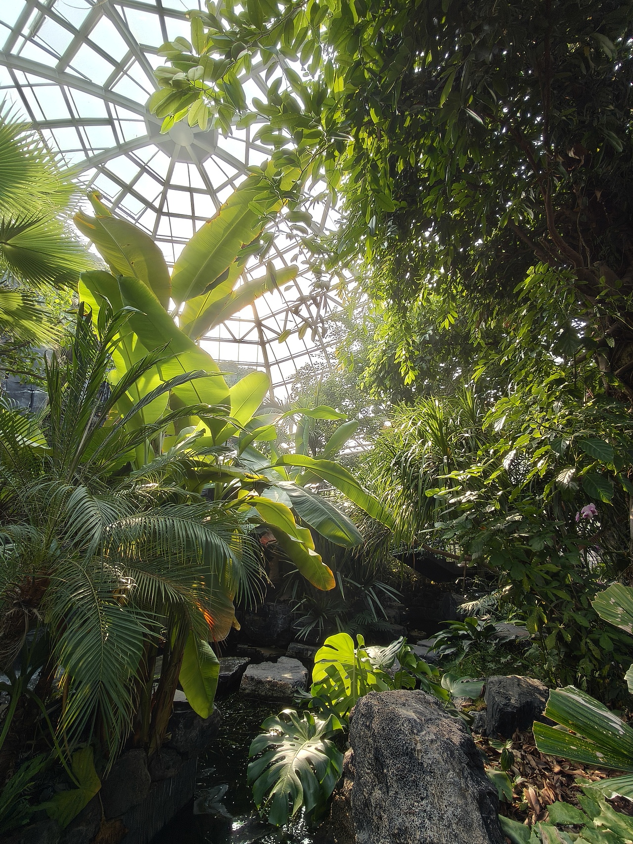 温室 植物 动物