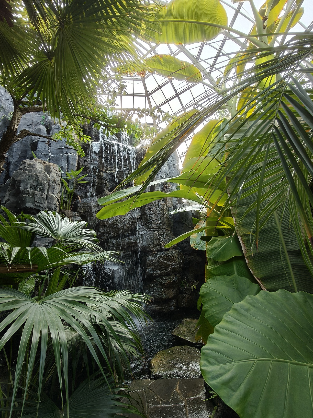 温室 植物 动物