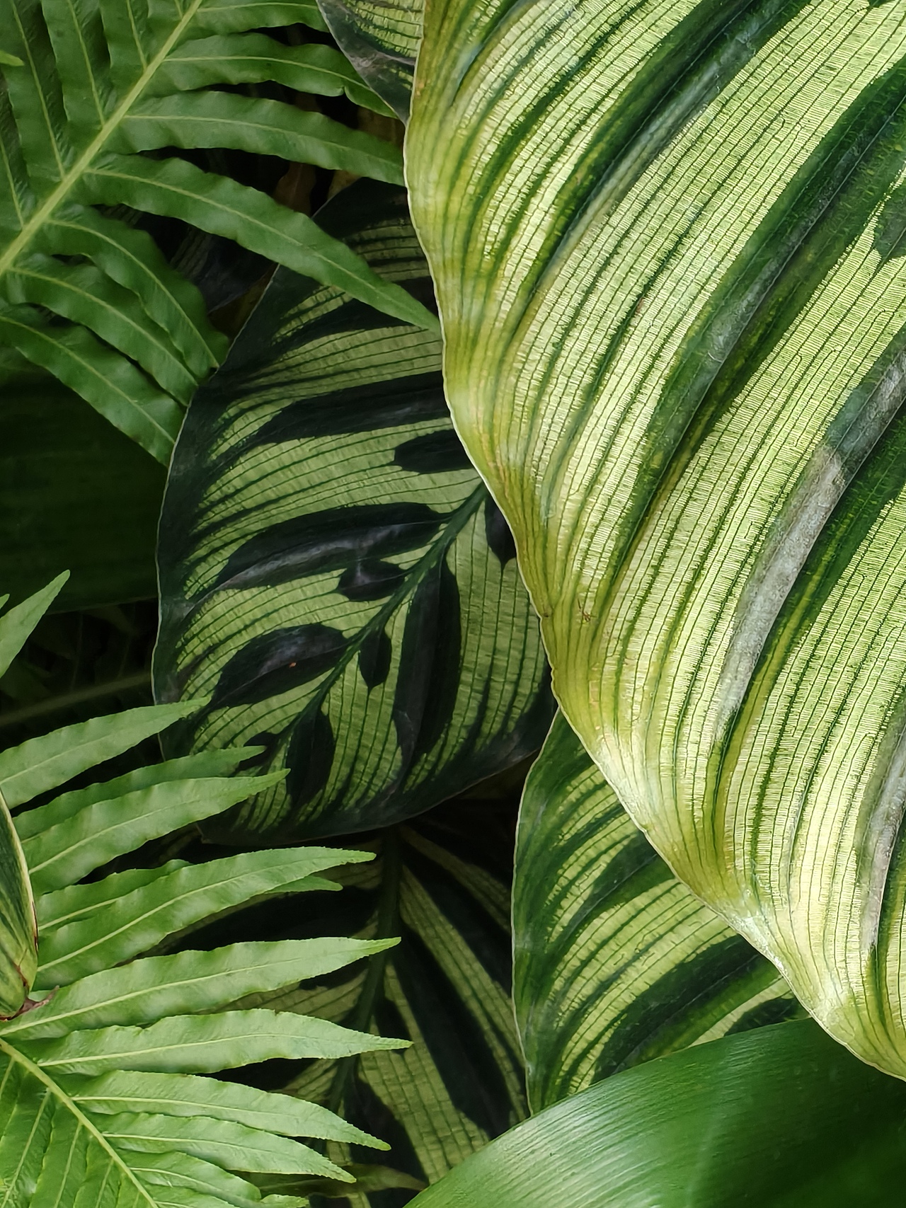 温室 植物 动物