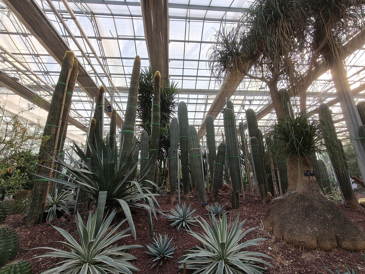 温室 植物 动物
