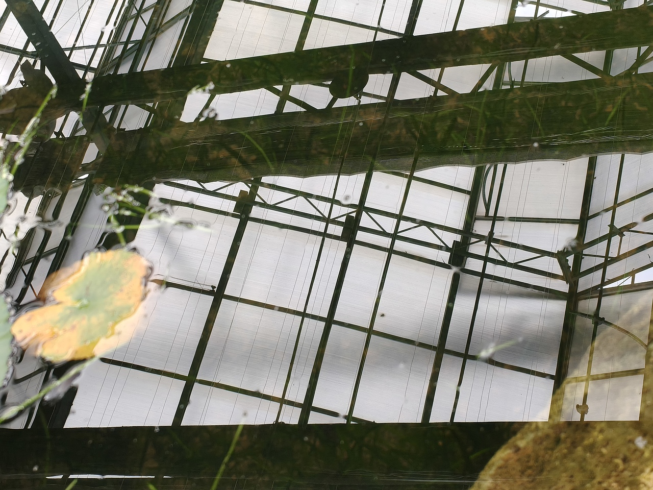 温室 植物 动物