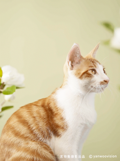 言物集 X 福丸 | 宠物用品猫砂电商主图短视频拍摄杭州（图ZMzk3NTM4NTg4） - 产品摄影 - 站酷设计师YANWOO言物集摄影原创素材 - 站酷ZCOOL