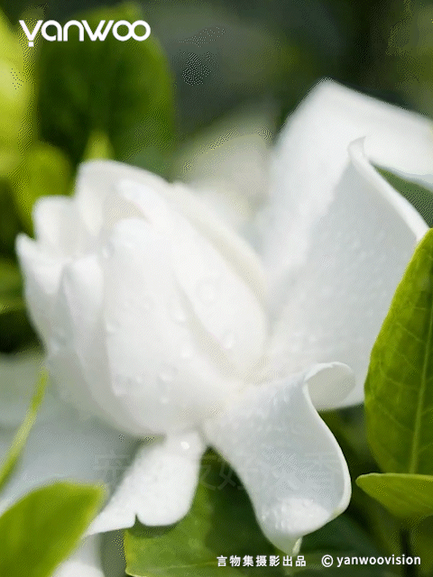 言物集 X 福丸 | 宠物用品猫砂电商主图短视频拍摄杭州（图ZMzk3NTM4NjEy） - 产品摄影 - 站酷设计师YANWOO言物集摄影原创素材 - 站酷ZCOOL