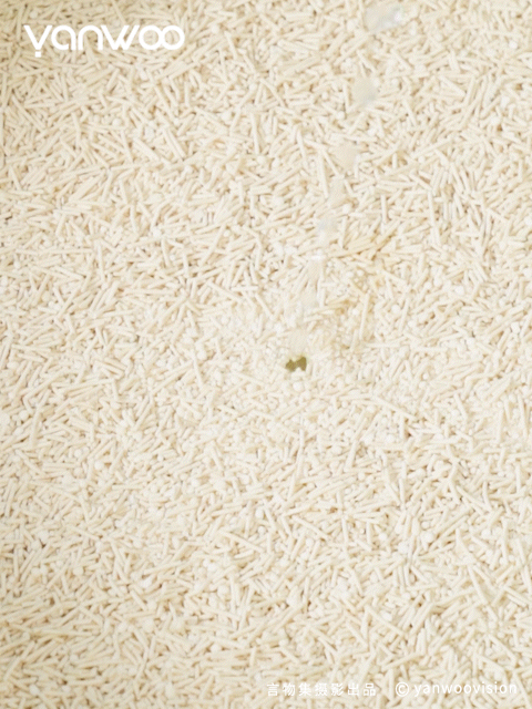 言物集 X 福丸 | 宠物用品猫砂电商主图短视频拍摄杭州（图ZMzk3NTM4NjA4） - 产品摄影 - 站酷设计师YANWOO言物集摄影原创素材 - 站酷ZCOOL