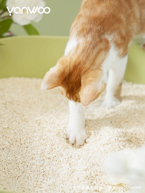 言物集 X 福丸 | 宠物用品猫砂电商主图短视频拍摄杭州（图ZMzk3NTM4NjI0） - 产品摄影 - 站酷设计师YANWOO言物集摄影原创素材 - 站酷ZCOOL