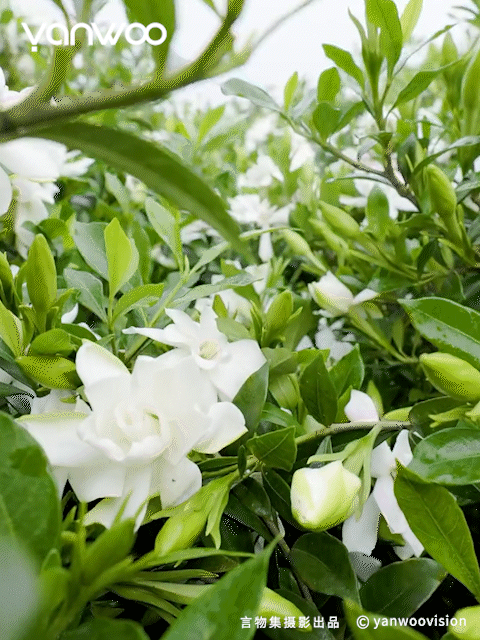 言物集 X 福丸 | 宠物用品猫砂电商主图短视频拍摄杭州（图ZMzk3NTM4NTk2） - 产品摄影 - 站酷设计师YANWOO言物集摄影原创素材 - 站酷ZCOOL