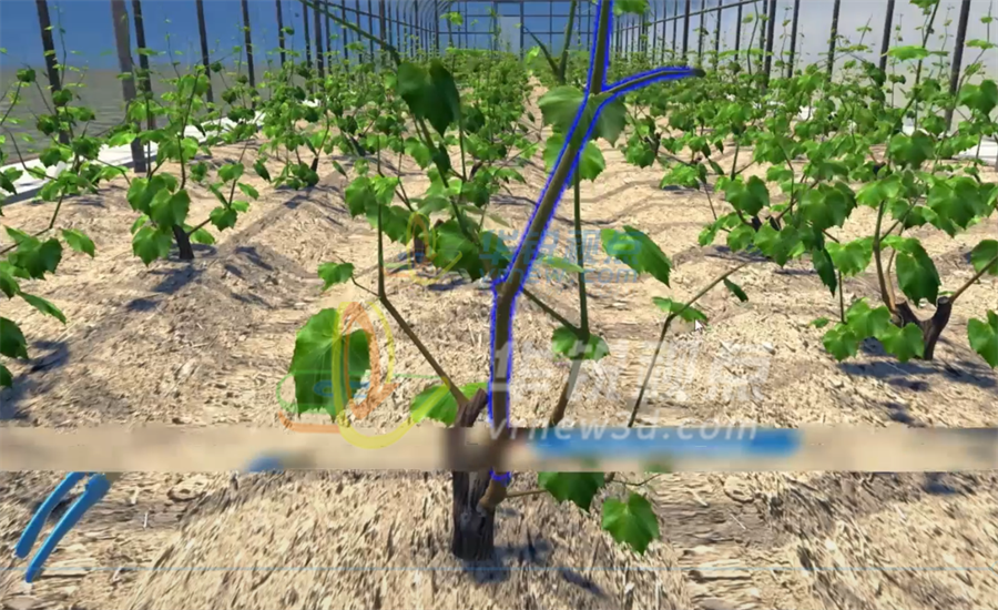 南方葡萄栽培VR实训系统，突破传统培训方式，提升农民技能-深圳华锐视点