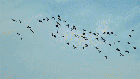 抖音直播 云端艺海 院团专项微纪录片 艺播计划（图ZMzk3NTcxNDUy） - 宣传片 - 站酷设计师盘马弯弓PMWG原创素材 - 站酷ZCOOL