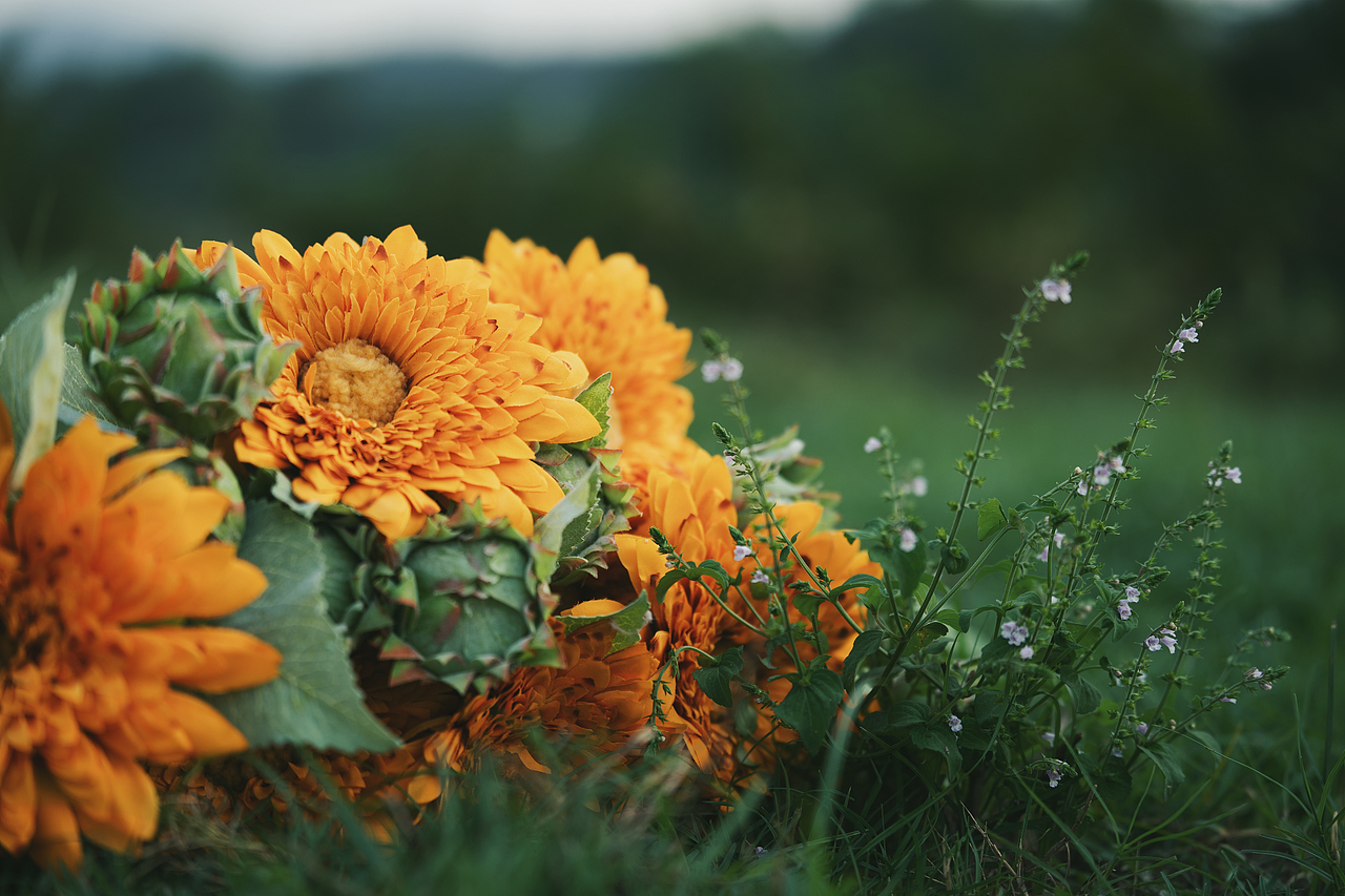 初秋暖阳下的向日葵（图ZMzk3NTgyNDY0） - 人像摄影 - 站酷设计师AIERS052894原创素材 - 站酷ZCOOL