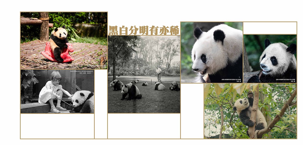 成都博物馆照片临展（图ZMzk3NjE2MTQw） - 宣传物料 - 站酷设计师丨海盗船长丨原创素材 - 站酷ZCOOL