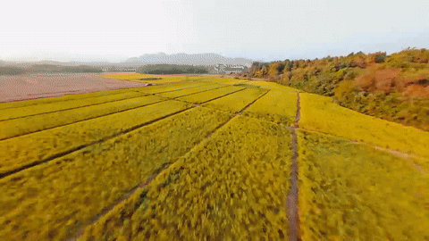 抖音电商x苏童｜丰收节 这份丰收请你签收（图ZMzk3NjQ0MzY4） - 宣传片 - 站酷设计师盘马弯弓PMWG原创素材 - 站酷ZCOOL