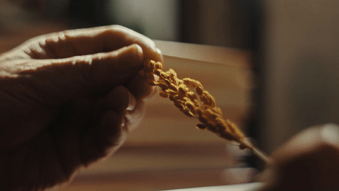 抖音电商x苏童｜丰收节 这份丰收请你签收（图ZMzk3NjQ0NDAw） - 宣传片 - 站酷设计师盘马弯弓PMWG原创素材 - 站酷ZCOOL