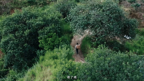 抖音电商x苏童｜丰收节 这份丰收请你签收（图ZMzk3NjQ0NDc2） - 宣传片 - 站酷设计师盘马弯弓PMWG原创素材 - 站酷ZCOOL