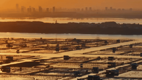 抖音电商x苏童｜丰收节 这份丰收请你签收（图ZMzk3NjQ0NzA0） - 宣传片 - 站酷设计师盘马弯弓PMWG原创素材 - 站酷ZCOOL