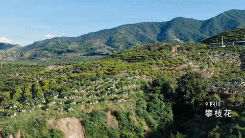 抖音电商x苏童｜丰收节 这份丰收请你签收（图ZMzk3NjQ0NzAw） - 宣传片 - 站酷设计师盘马弯弓PMWG原创素材 - 站酷ZCOOL