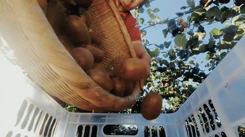 抖音电商x苏童｜丰收节 这份丰收请你签收（图ZMzk3NjQ0ODY4） - 宣传片 - 站酷设计师盘马弯弓PMWG原创素材 - 站酷ZCOOL