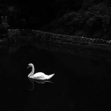 Sereia的头像