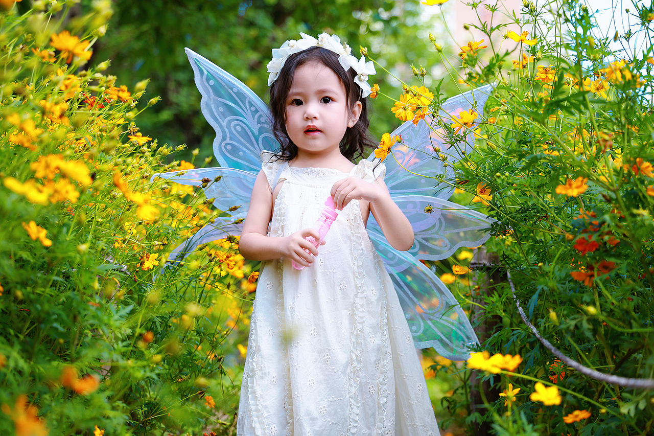 深圳西丽生态公园硫华菊花海里的小蝴蝶仙子