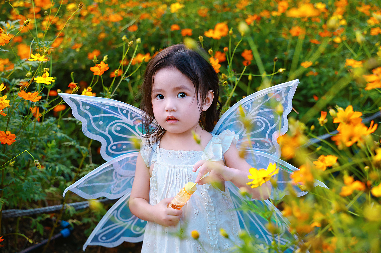 深圳西丽生态公园硫华菊花海里的小蝴蝶仙子