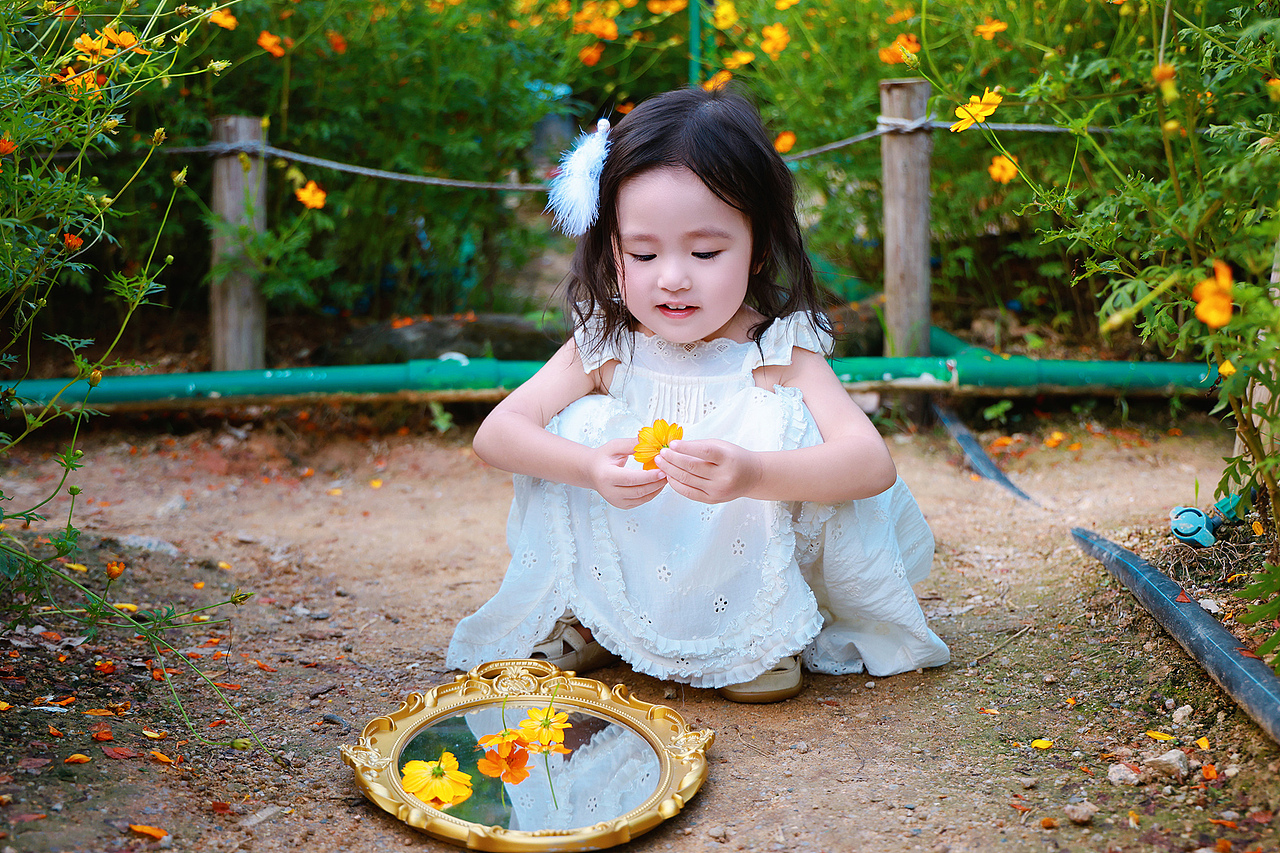 深圳西丽生态公园硫华菊花海里的小蝴蝶仙子