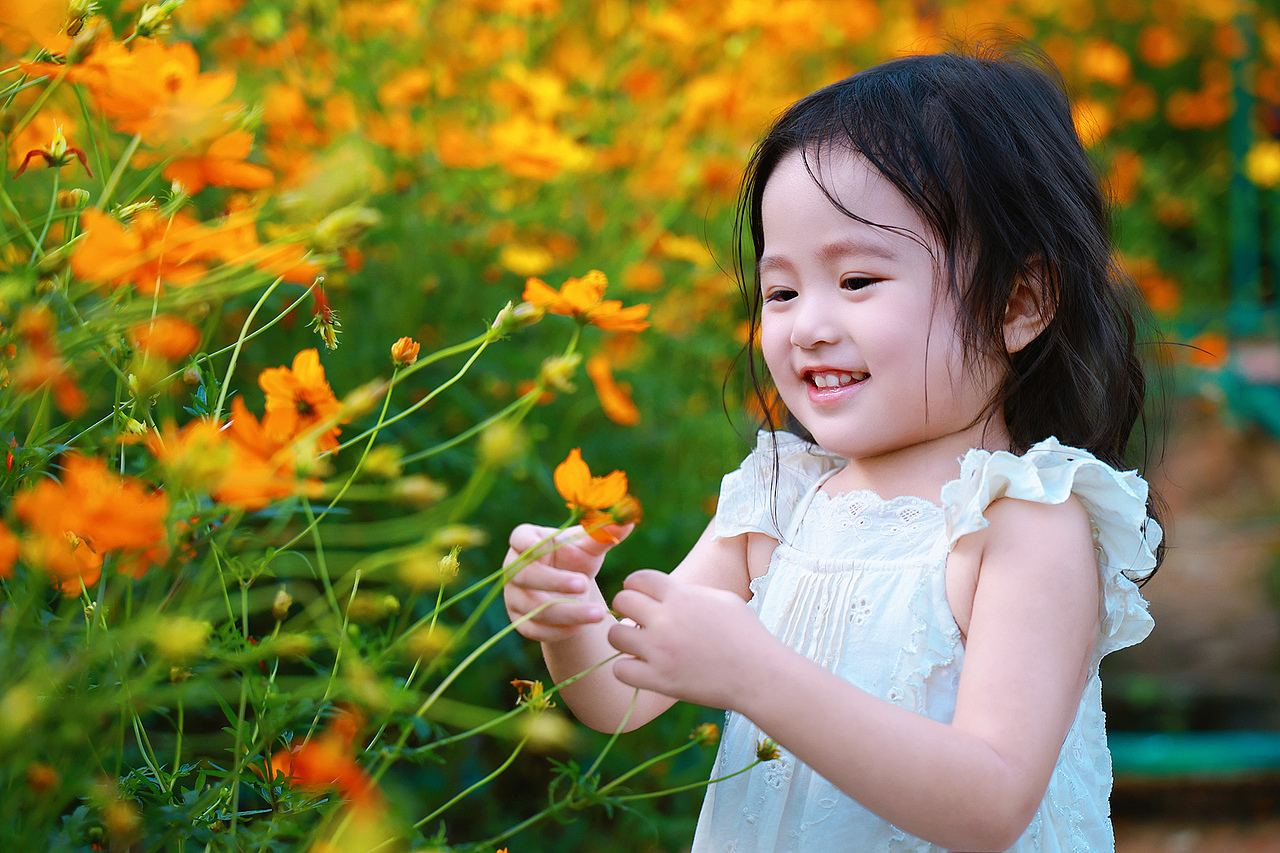 深圳西丽生态公园硫华菊花海里的小蝴蝶仙子