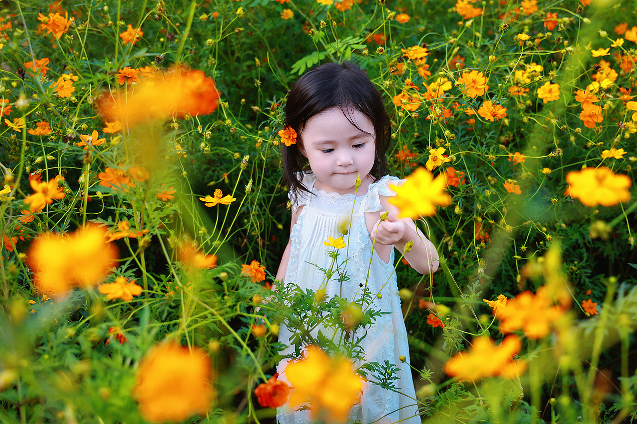 深圳西丽生态公园硫华菊花海里的小蝴蝶仙子