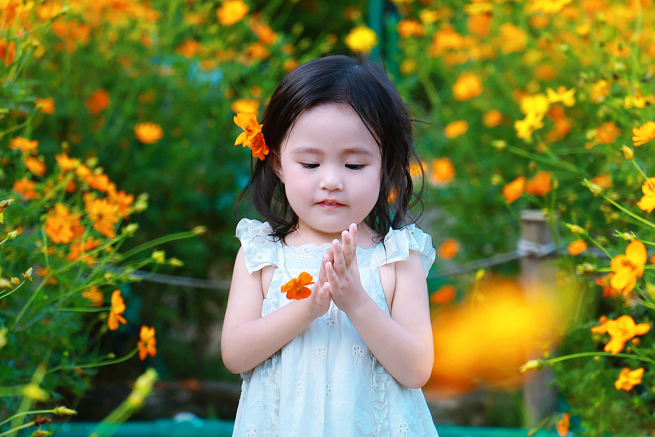 深圳西丽生态公园硫华菊花海里的小蝴蝶仙子