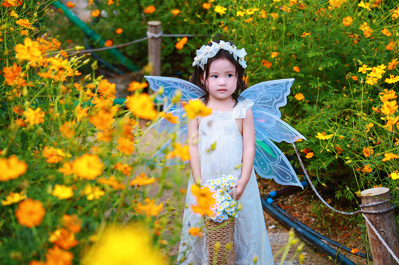 深圳西丽生态公园硫华菊花海里的小蝴蝶仙子