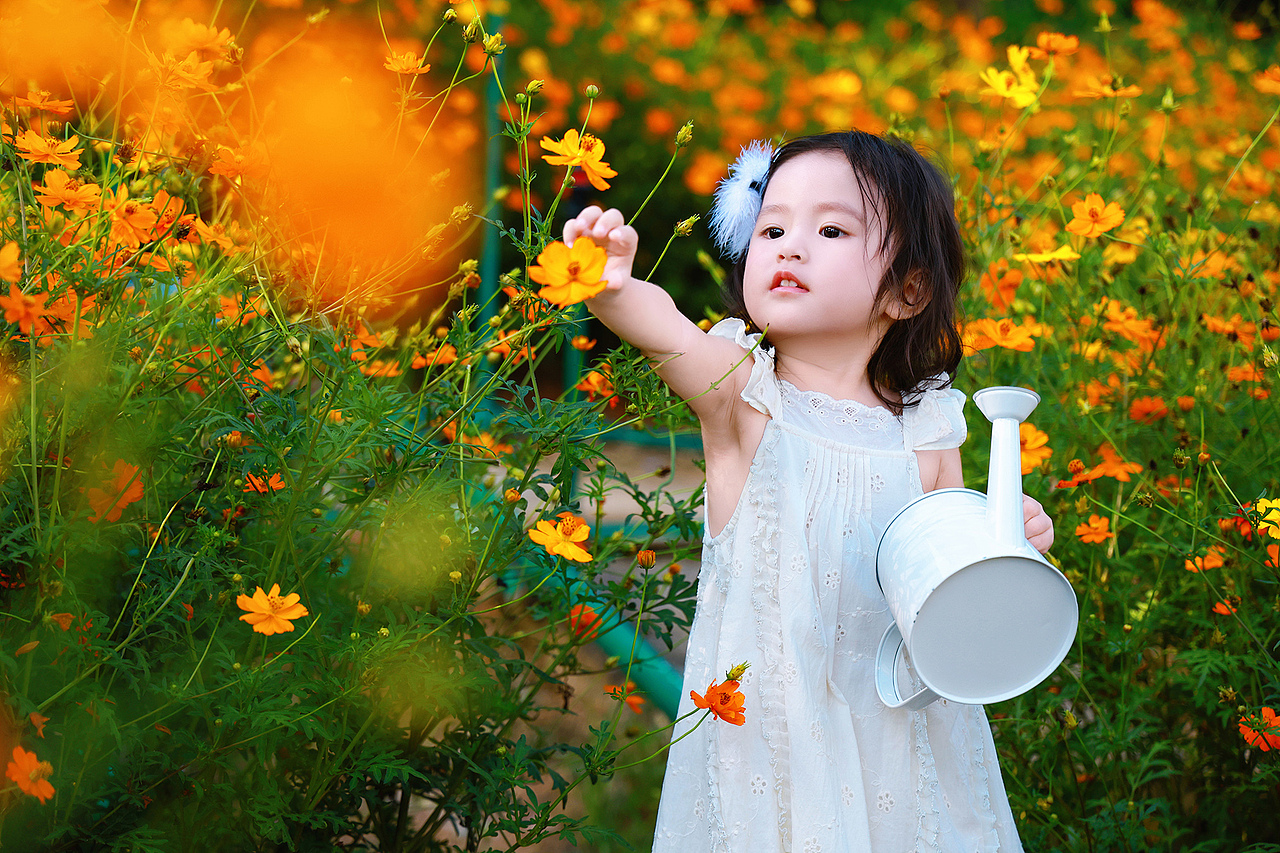 深圳西丽生态公园硫华菊花海里的小蝴蝶仙子
