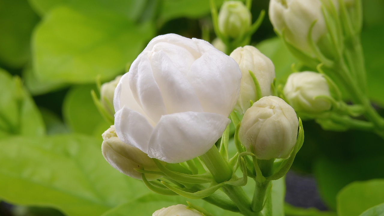 茉莉白茶 | 冰淇淋视频 ✖ 众目摄影 |