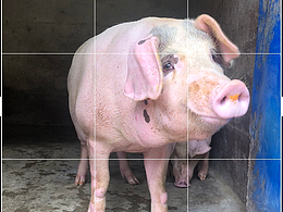 稻谷熟了 美丽乡村墙绘文化墙