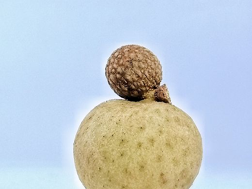 龙眼:藏在果肉里的清甜蜜语